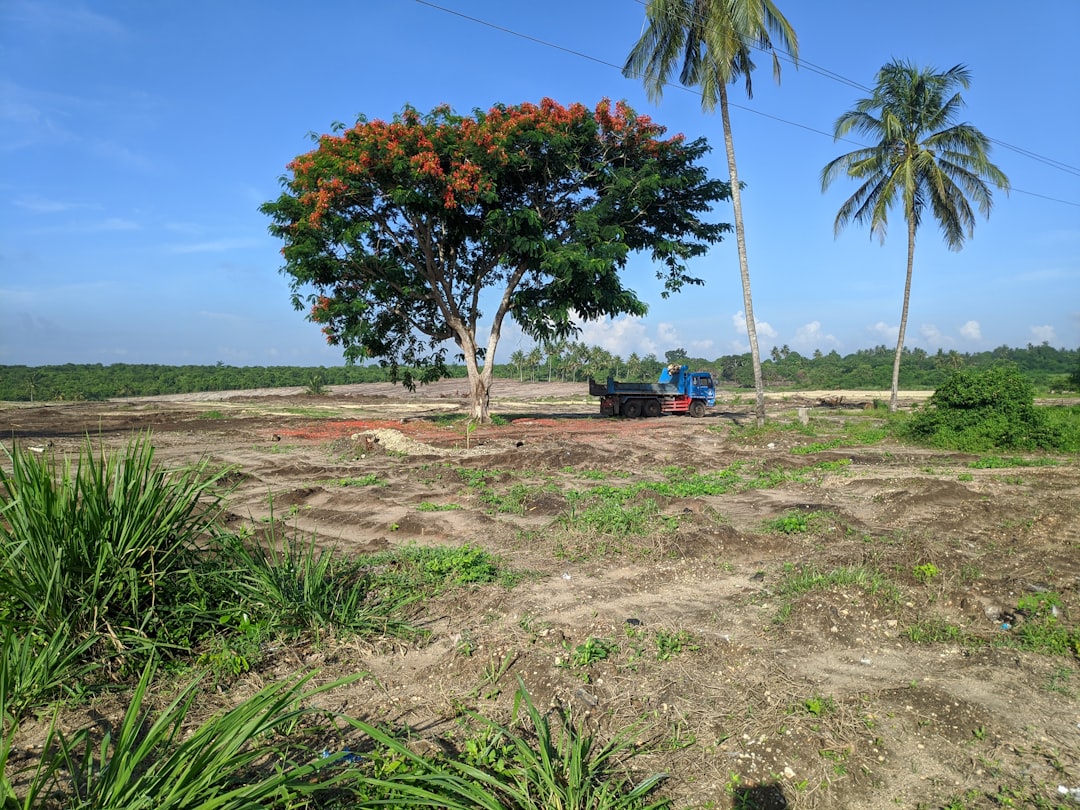 Расчистка участка - после