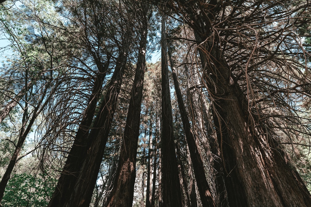 Расчистка участка - до