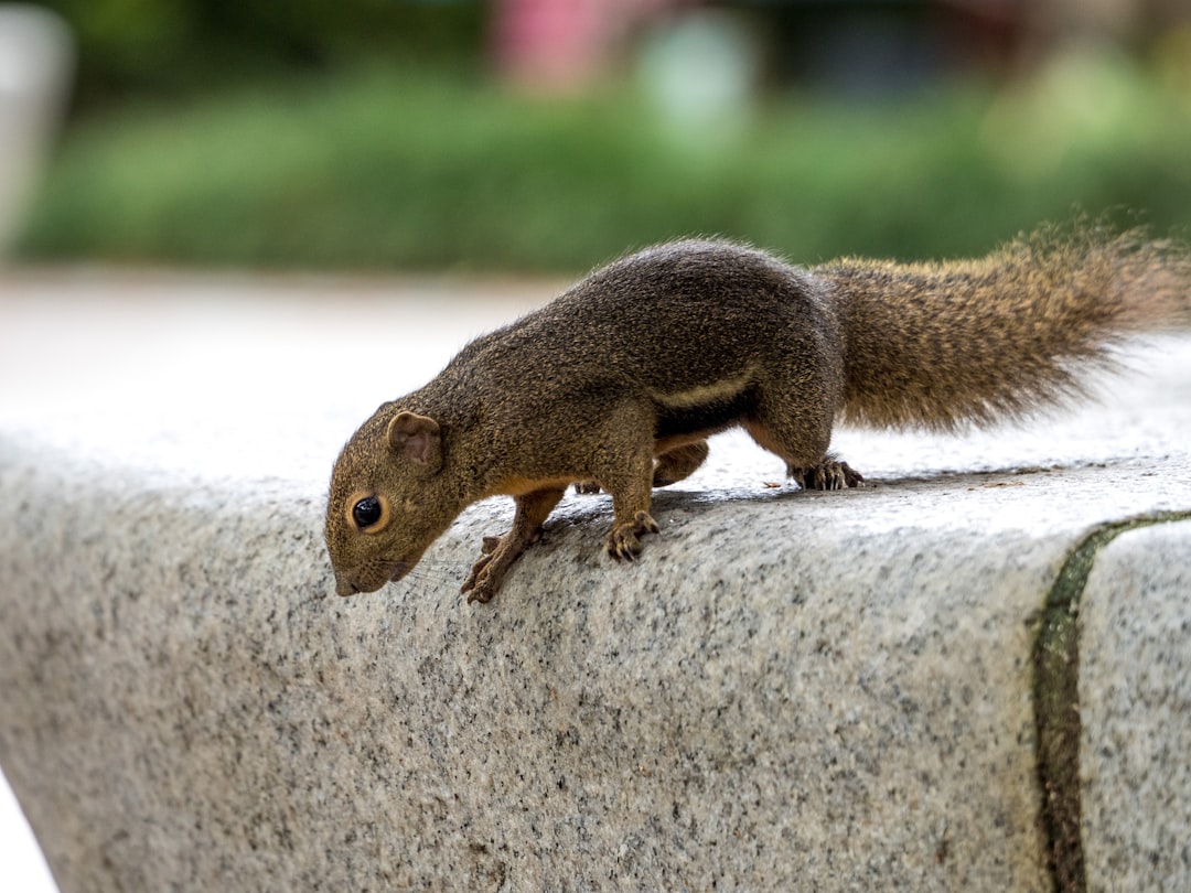 Санитарная обрезка дерева - до