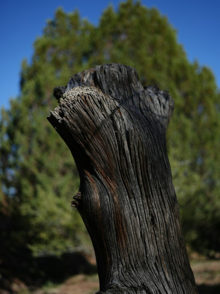 Корчевание пней после вырубки - до